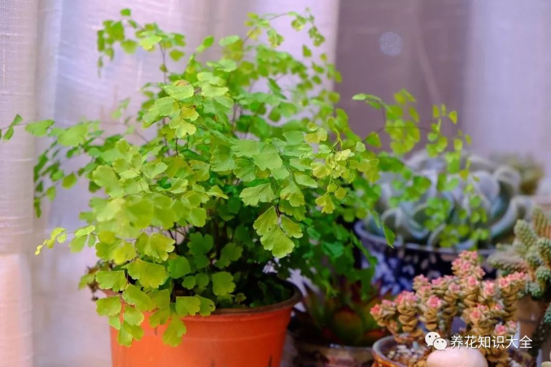 客廳綠植耐寒養(yǎng)什么植物_耐陰耐寒的客廳綠植_客廳耐寒綠植耐陰還是耐熱