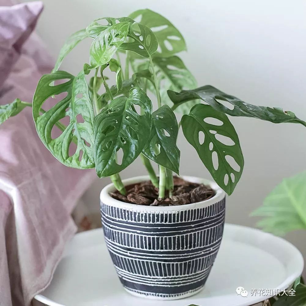 耐陰耐寒的客廳綠植_客廳耐寒綠植耐陰還是耐熱_客廳綠植耐寒養(yǎng)什么植物