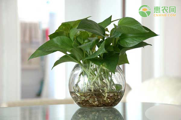 常見的水培植物有哪些？