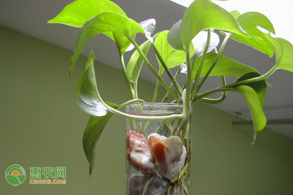 水培花的水可以澆花嗎_水培花卉可以曬太陽嗎_可以水培的花卉有哪些