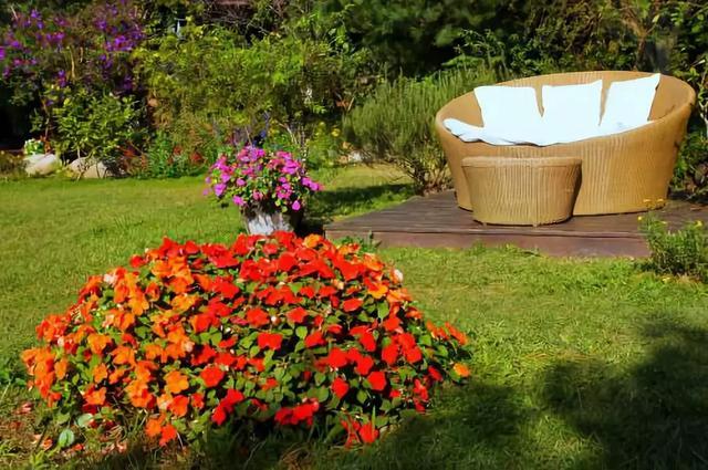 幾種花卉都是極其耐寒的，冬天在零度以下也能生長良好