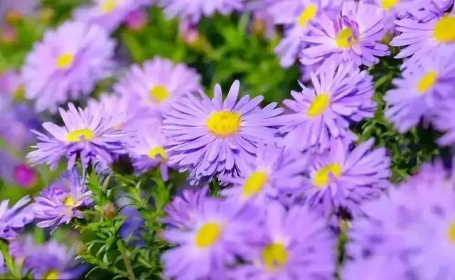 冬天耐寒開(kāi)花的花_冬季耐寒花_冬天耐寒的花卉有哪些