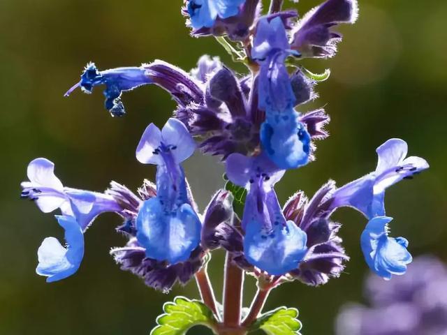 冬天耐寒開(kāi)花的花_冬季耐寒花_冬天耐寒的花卉有哪些