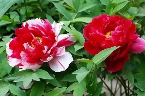 冬季耐寒花_冬天耐寒的花卉有哪些_冬天耐寒開(kāi)花的花