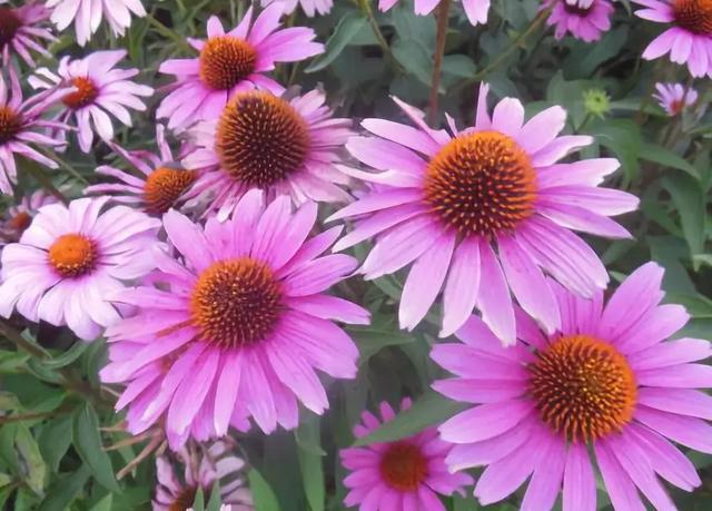 冬天耐寒的花卉有哪些_冬季耐寒花_冬天耐寒開(kāi)花的花