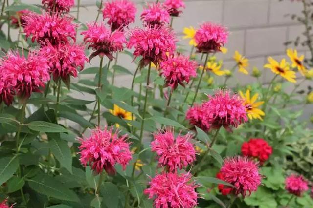 冬天耐寒開(kāi)花的花_冬季耐寒花_冬天耐寒的花卉有哪些