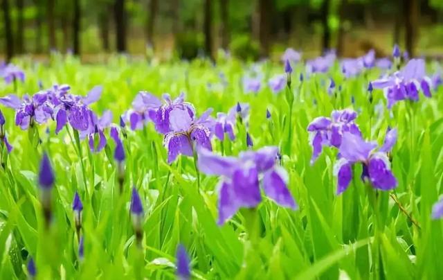 冬天耐寒的花卉有哪些_冬季耐寒花_冬天耐寒開(kāi)花的花