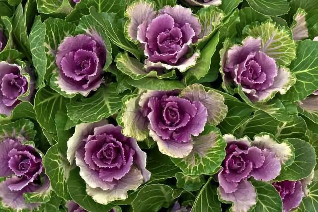 冬天耐寒開(kāi)花的花_冬季耐寒花_冬天耐寒的花卉有哪些