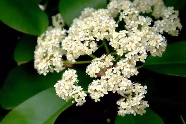 冬天耐寒的花卉有哪些_冬季耐寒花_冬天耐寒開(kāi)花的花