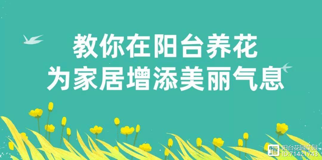 <strong>臥室養(yǎng)花避開這5種，熏得頭暈?zāi)X脹，最容易失眠</strong>