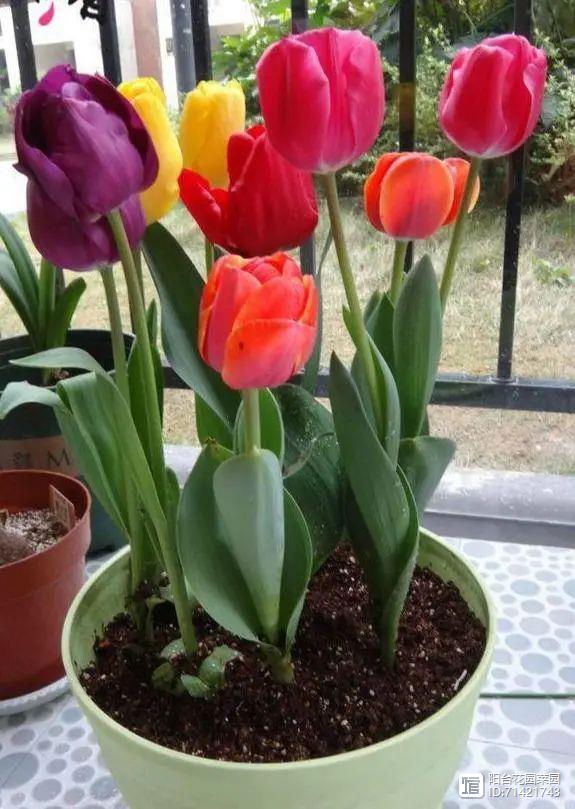 臥室能養(yǎng)花嗎_臥室能養(yǎng)花嗎養(yǎng)什么花_臥室能養(yǎng)花嗎風(fēng)水