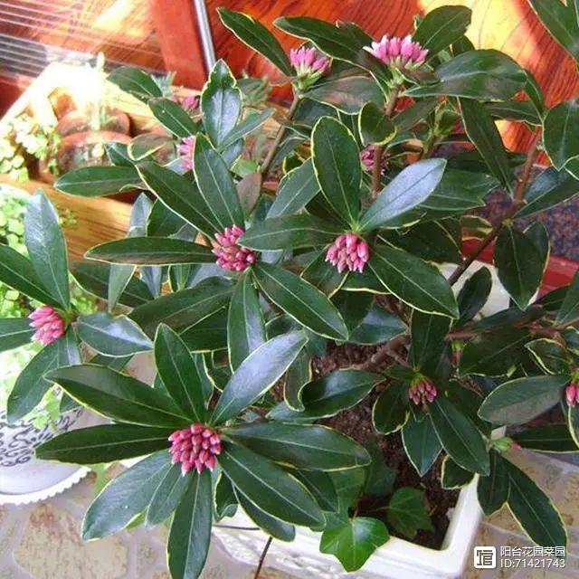 臥室能養(yǎng)花嗎養(yǎng)什么花_臥室能養(yǎng)花嗎_臥室能養(yǎng)花嗎風(fēng)水