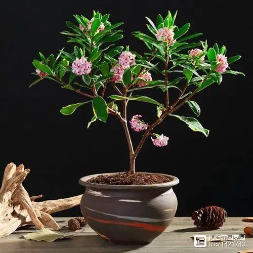 臥室能養(yǎng)花嗎養(yǎng)什么花_臥室能養(yǎng)花嗎風(fēng)水_臥室能養(yǎng)花嗎