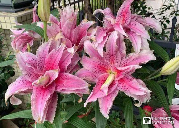 臥室能養(yǎng)花嗎_臥室能養(yǎng)花嗎養(yǎng)什么花_臥室能養(yǎng)花嗎風(fēng)水