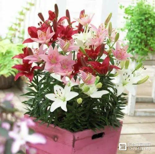 臥室能養(yǎng)花嗎_臥室能養(yǎng)花嗎風(fēng)水_臥室能養(yǎng)花嗎養(yǎng)什么花