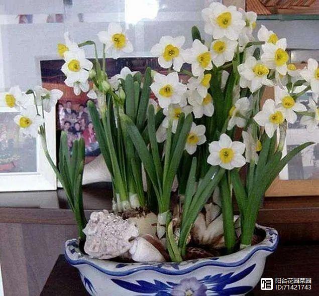 臥室能養(yǎng)花嗎養(yǎng)什么花_臥室能養(yǎng)花嗎_臥室能養(yǎng)花嗎風(fēng)水