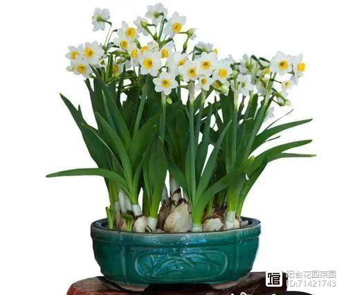 臥室能養(yǎng)花嗎風(fēng)水_臥室能養(yǎng)花嗎_臥室能養(yǎng)花嗎養(yǎng)什么花