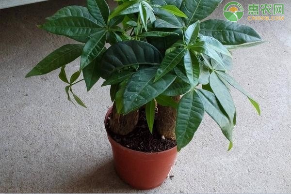 客廳養(yǎng)綠植好嗎風(fēng)水_客廳養(yǎng)綠植好不好_客廳養(yǎng)什么綠植好