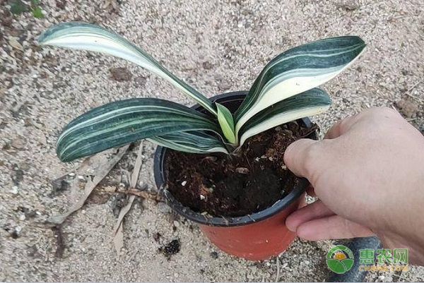 客廳養(yǎng)綠植好不好_客廳養(yǎng)綠植好嗎風(fēng)水_客廳養(yǎng)什么綠植好