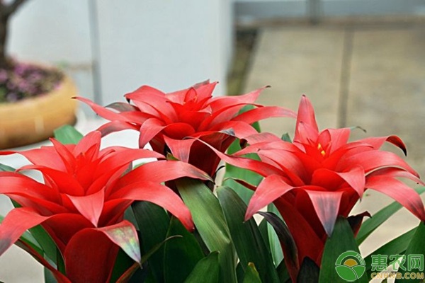 客廳養(yǎng)綠植好嗎風(fēng)水_客廳養(yǎng)綠植好不好_客廳養(yǎng)什么綠植好