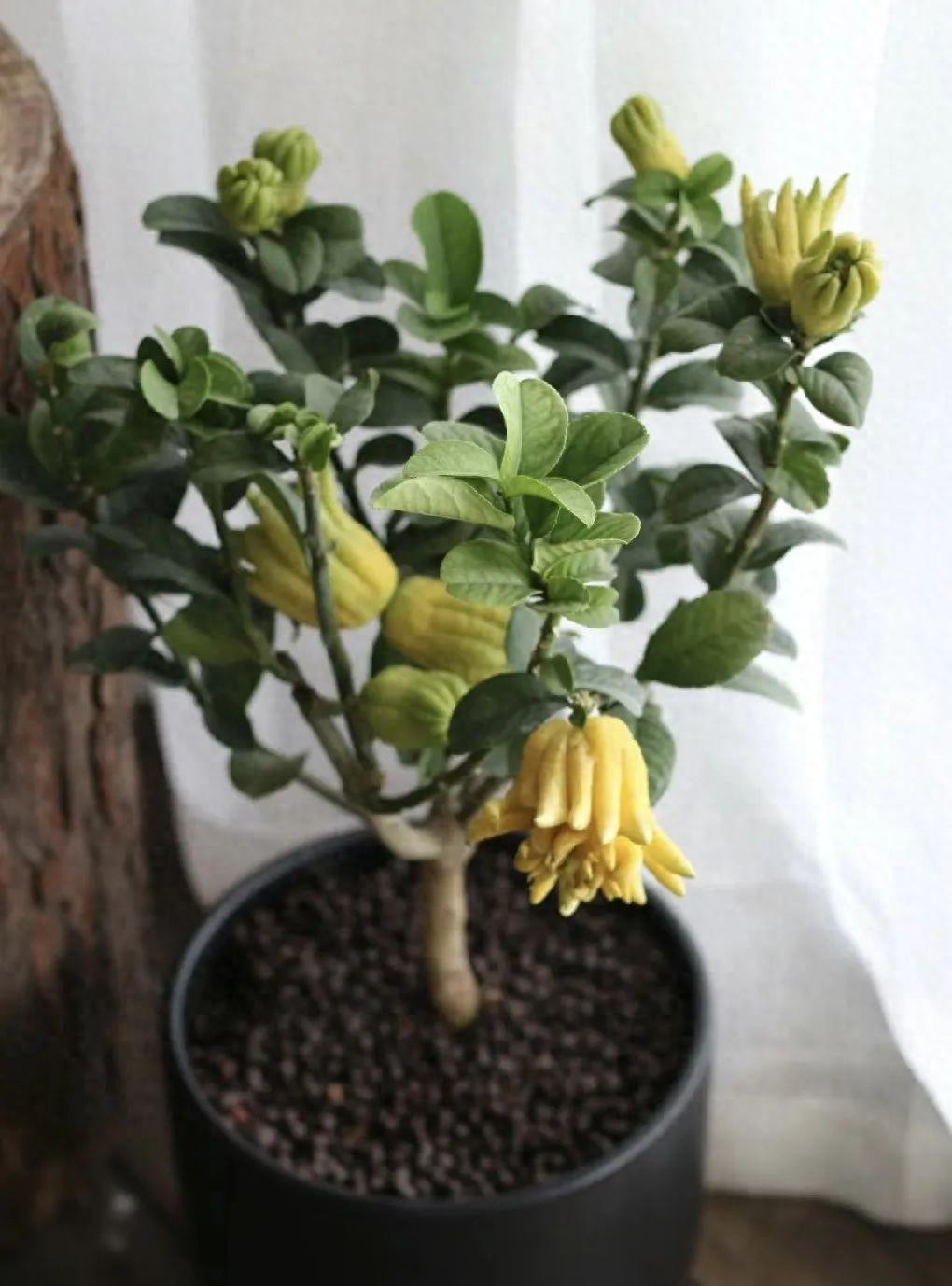 家養(yǎng)香花_漂亮養(yǎng)香花好看嗎_什么花又香又漂亮又好養(yǎng)