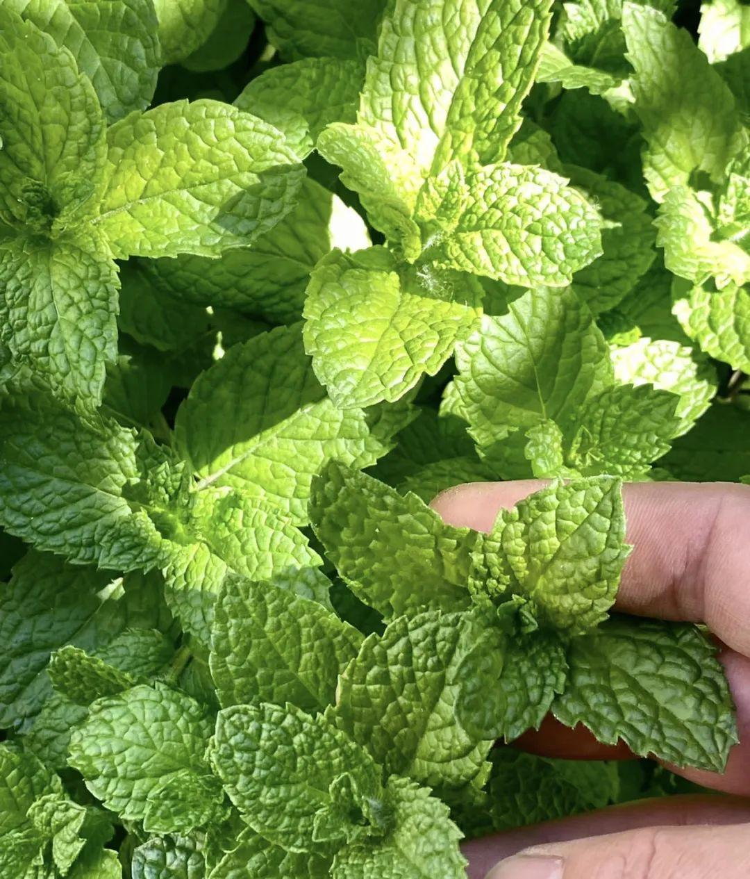 漂亮養(yǎng)香花好看嗎_什么花又香又漂亮又好養(yǎng)_家養(yǎng)香花