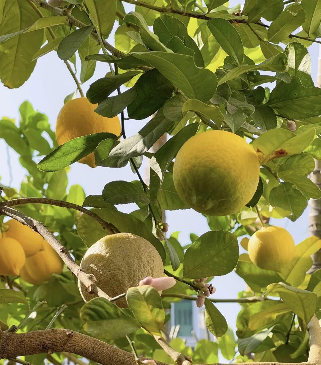 家養(yǎng)香花_什么花又香又漂亮又好養(yǎng)_漂亮養(yǎng)香花好看嗎