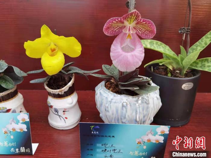 南京花卉市場營業(yè)時間_南京花卉市場_花卉南京市場有哪些