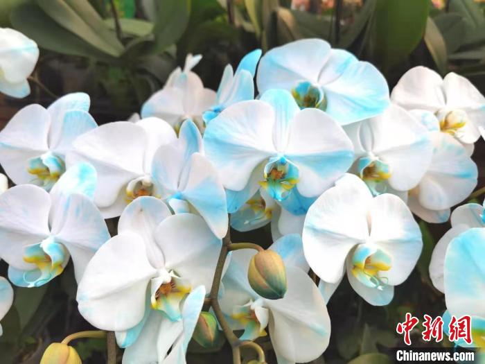 花卉南京市場有哪些_南京花卉市場_南京花卉市場營業(yè)時間