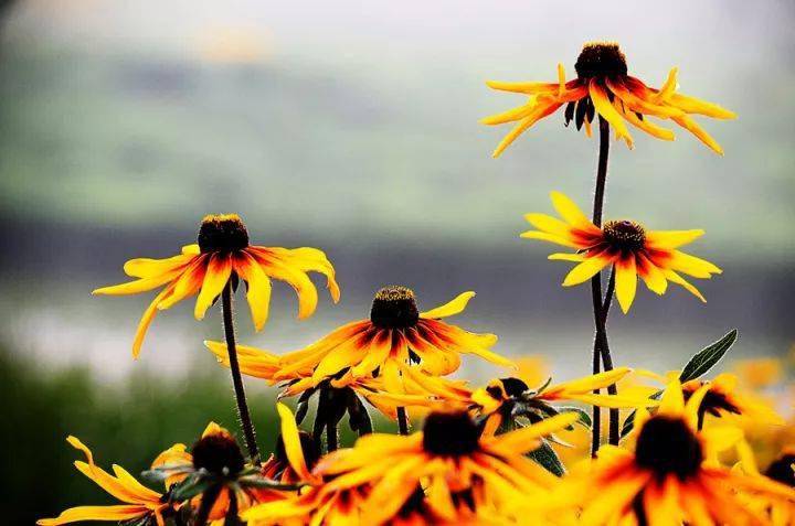 27種花園常用宿根花卉，你種過幾種？