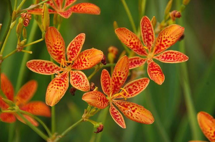 宿根花卉有哪些_花卉宿根是什么意思_宿根花卉根系