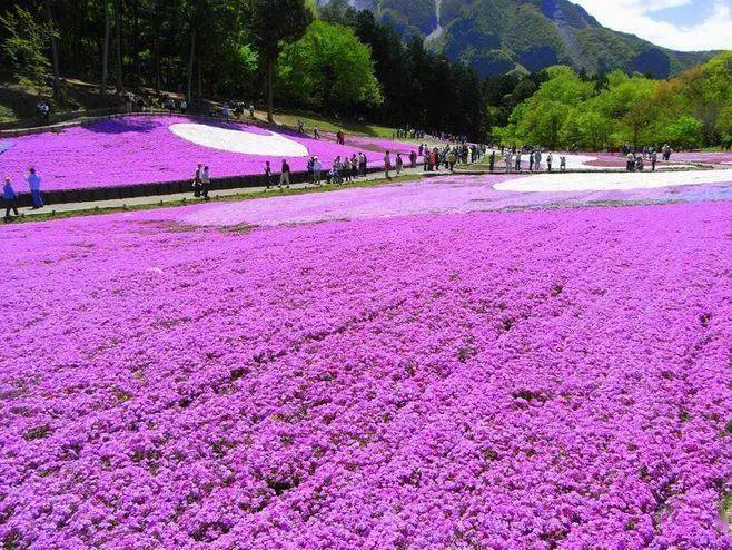 宿根花卉有哪些_宿根花卉根系_花卉宿根是什么意思