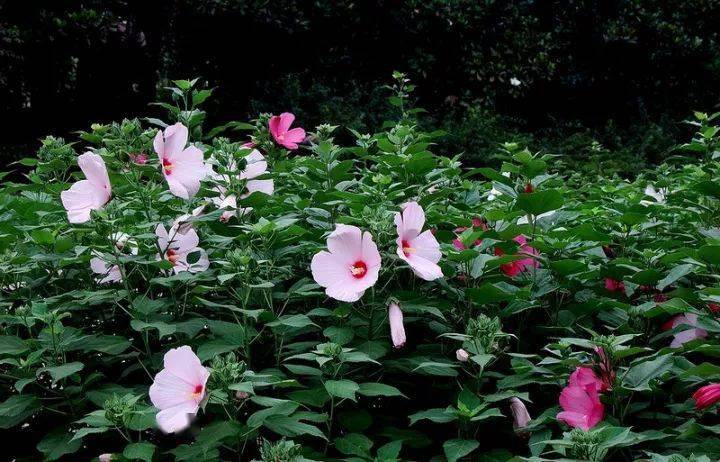 花卉宿根是什么意思_宿根花卉有哪些_宿根花卉根系