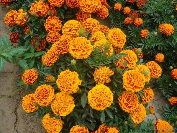 花卉冬季耐寒有哪幾種_花卉耐寒程度_冬季耐寒的花卉有哪些