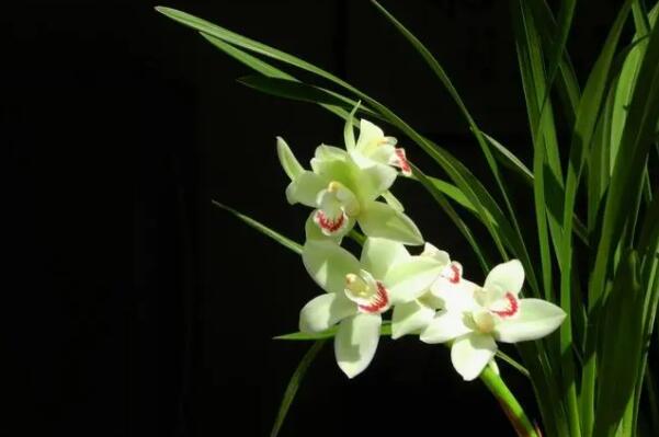 花卉名貴排名榜_花卉名貴排名前十_名貴花卉排名