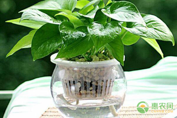 可以水培的花卉有哪些_水培花的水可以澆花嗎_水培花卉可以曬太陽嗎