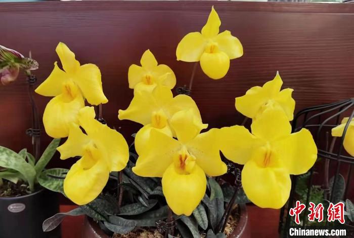 南京花卉市場_花卉南京市場有哪些_南京花卉市場營業(yè)時(shí)間