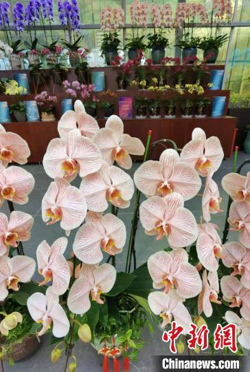 花卉南京市場有哪些_南京花卉市場_南京花卉市場營業(yè)時(shí)間