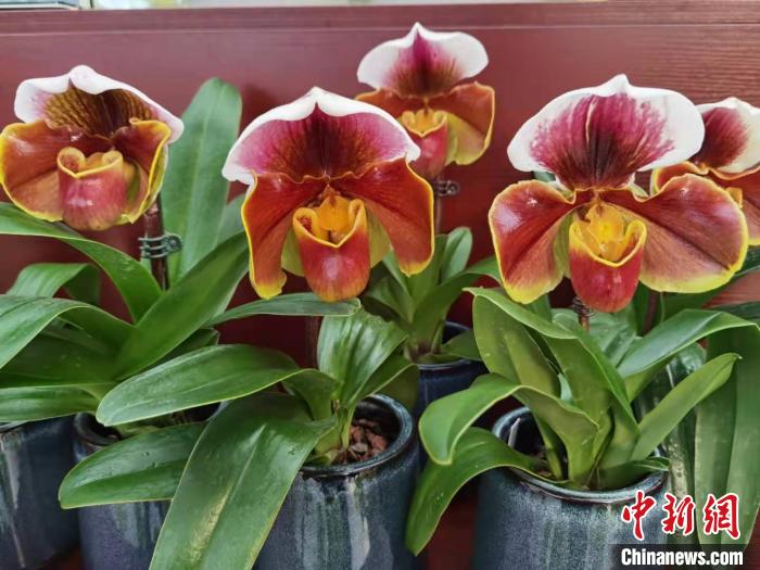 花卉南京市場有哪些_南京花卉市場_南京花卉市場營業(yè)時(shí)間