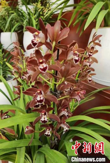 南京花卉市場_花卉南京市場有哪些_南京花卉市場營業(yè)時(shí)間