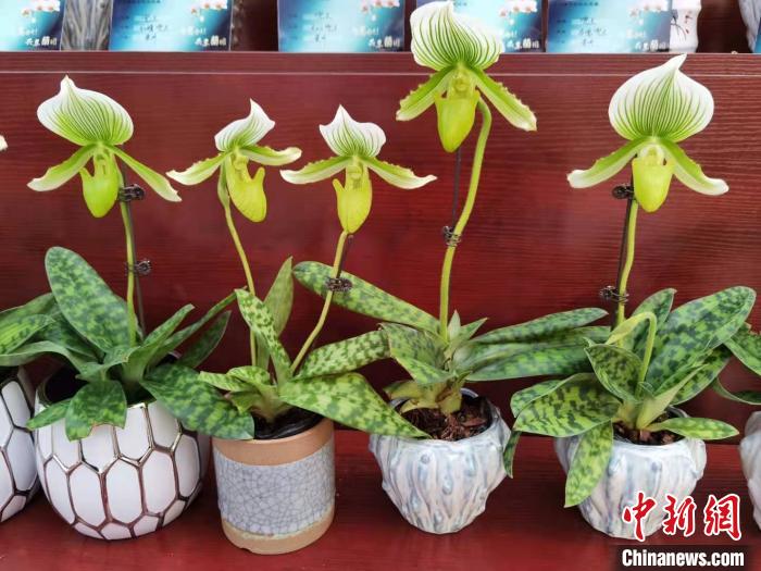 南京花卉市場營業(yè)時(shí)間_花卉南京市場有哪些_南京花卉市場