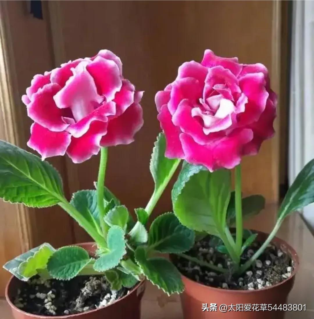 5種“喜陰花”，適合冬天養(yǎng)，不怕低溫和光少，開花美麗又喜慶