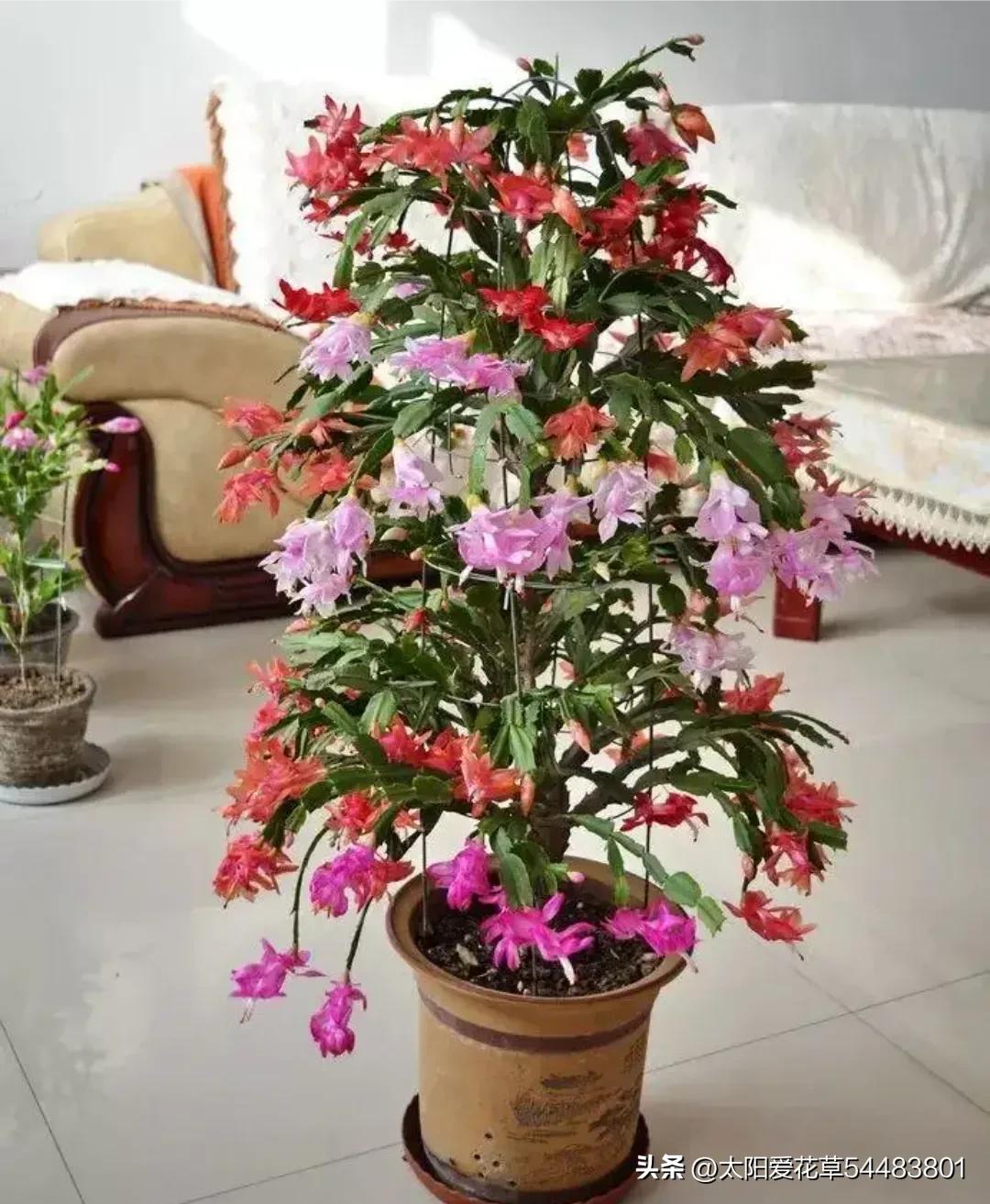 大巖桐花冬天開花嗎_大巖桐花冬天能開花嗎_大巖桐花為什么開一半不開了