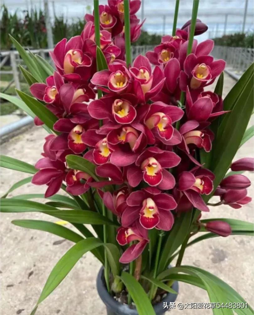 大巖桐花冬天能開花嗎_大巖桐花冬天開花嗎_大巖桐花為什么開一半不開了