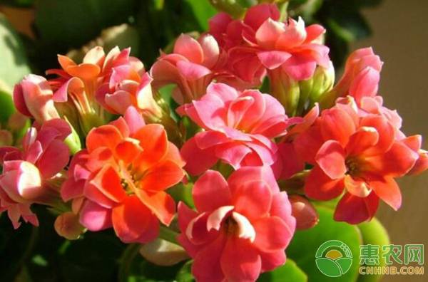 長壽花有毒嗎？怎么擺放好？