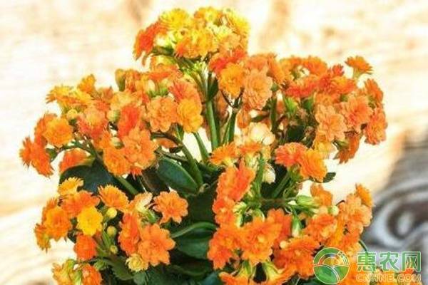 多肉植物長(zhǎng)壽花圖片_長(zhǎng)壽植物多肉花是什么樣的_長(zhǎng)壽花是多肉植物嗎