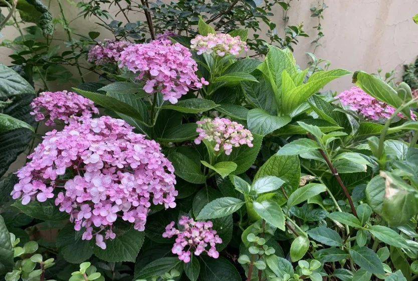 陽(yáng)臺(tái)養(yǎng)植物適合朝北還是朝南_陽(yáng)臺(tái)朝北養(yǎng)什么植物好_朝北的陽(yáng)臺(tái)適合養(yǎng)什么植物