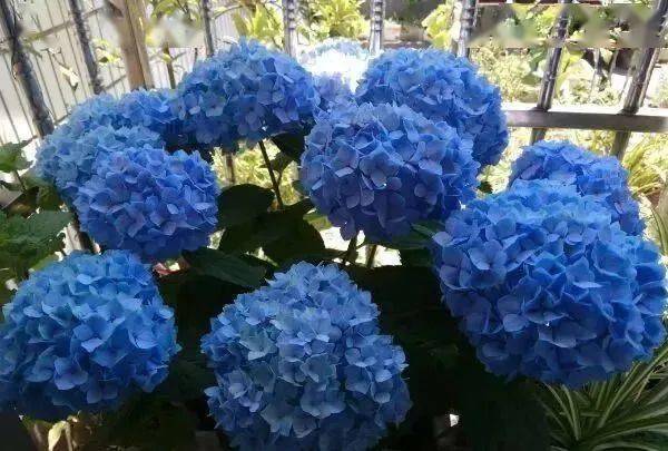 陽(yáng)臺(tái)養(yǎng)植物適合朝北還是朝南_陽(yáng)臺(tái)朝北養(yǎng)什么植物好_朝北的陽(yáng)臺(tái)適合養(yǎng)什么植物