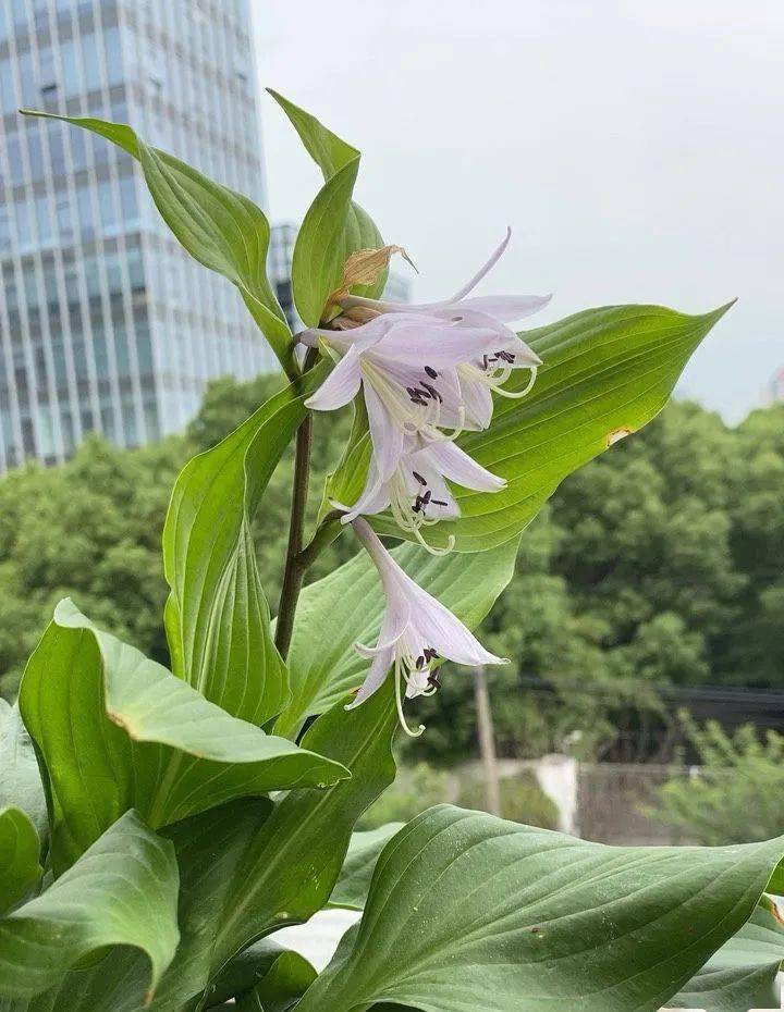 陽(yáng)臺(tái)朝北養(yǎng)什么植物好_朝北的陽(yáng)臺(tái)適合養(yǎng)什么植物_陽(yáng)臺(tái)養(yǎng)植物適合朝北還是朝南