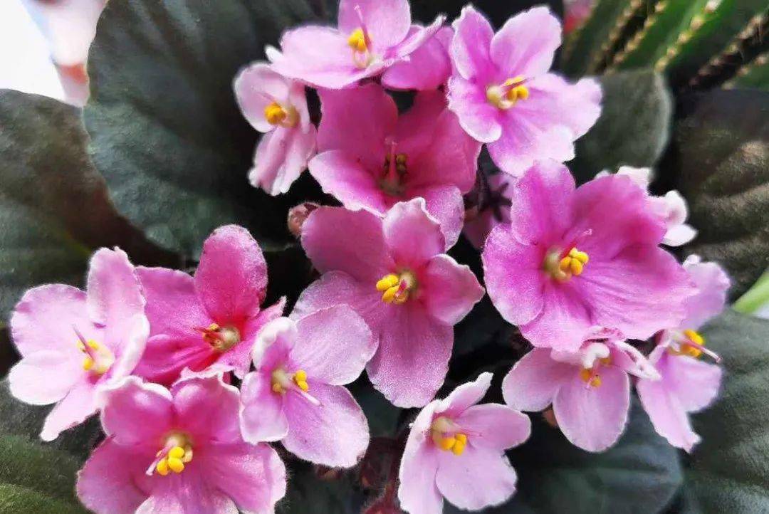 陽(yáng)臺(tái)朝北養(yǎng)什么植物好_陽(yáng)臺(tái)養(yǎng)植物適合朝北還是朝南_朝北的陽(yáng)臺(tái)適合養(yǎng)什么植物